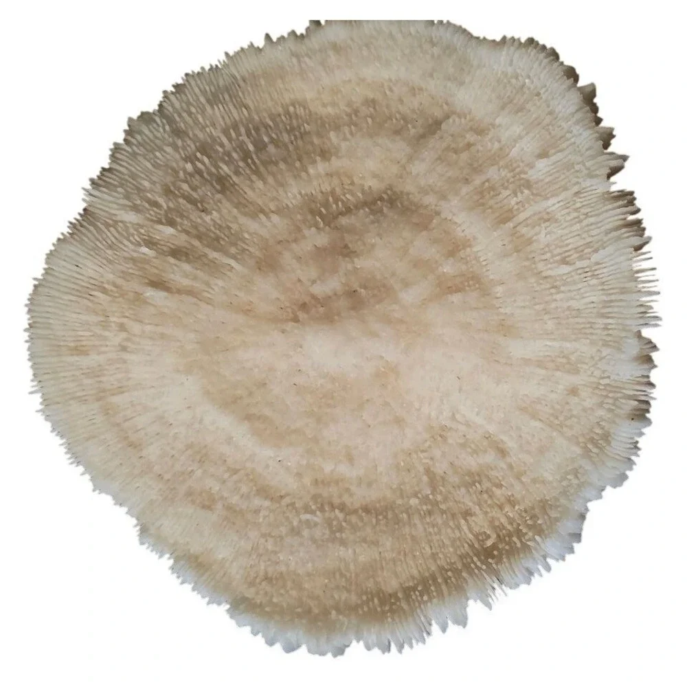 Natural Coral Specimen Trio For Home Décor 2